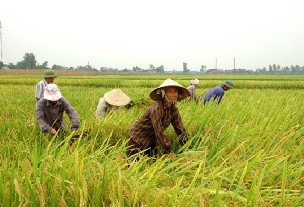Giải mã mơ thấy gặt lúa - Con số may mắn nhất?